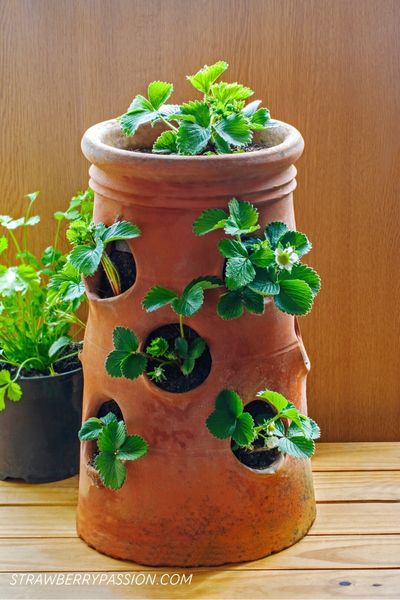 Strawberry ceramic vertical Planter with strawberries growing out the sides
