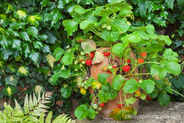 Strawberry grow plant pot