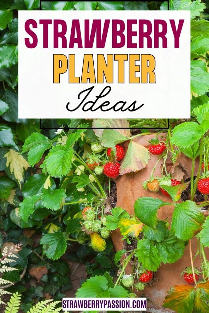 Strawberry planter ideas