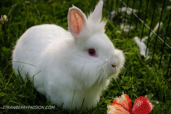 White rabbit with Strawberries