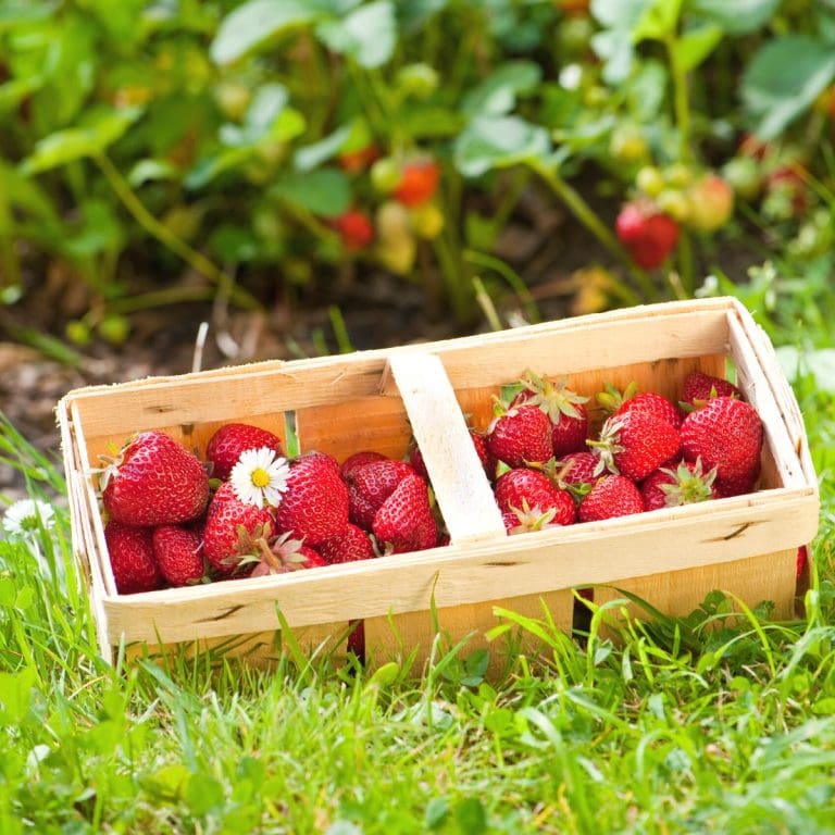 Best Fertilizer For Strawberries