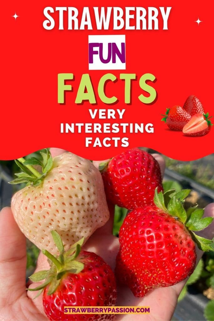 Fun Facts about Strawberries