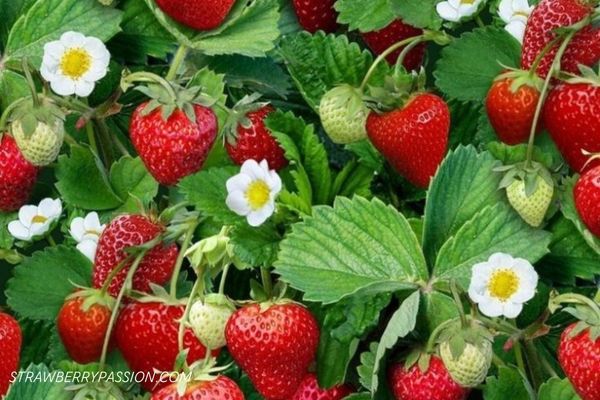Strawberry plant with strawberries and flowers