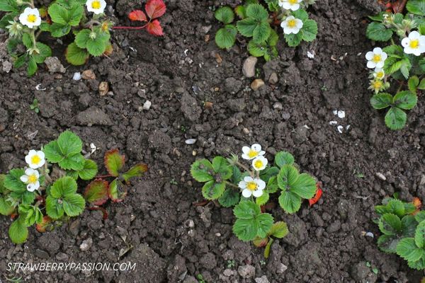 Strawberry plants in the ground with flowers on them