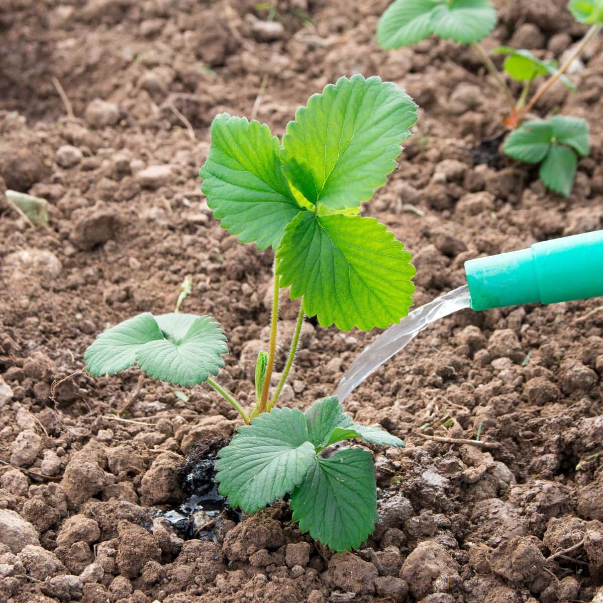 Watering Strawberry Plants Strawberry Passion