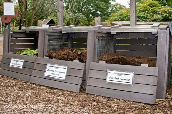 Compost as fertilizer for strawberries