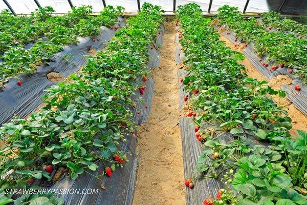 growing strawberry plants with good fertilizer