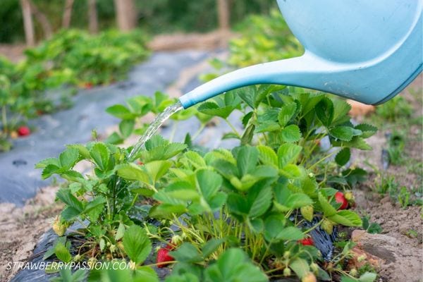 watering strawberry plants