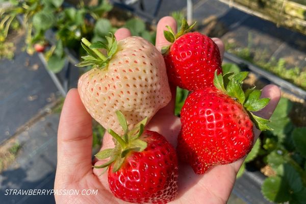 white and red strawberries